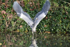 Heron taking off Terry Boutwell Runner up. November